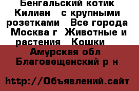 Бенгальский котик Килиан , с крупными розетками - Все города, Москва г. Животные и растения » Кошки   . Амурская обл.,Благовещенский р-н